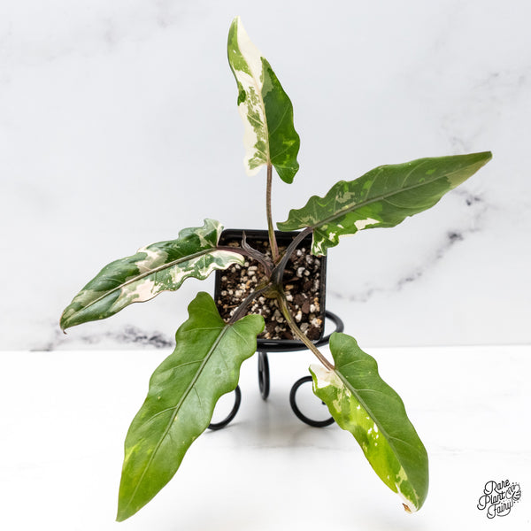 Alocasia Lauterbachiana Albo Variegated (wk46-N)