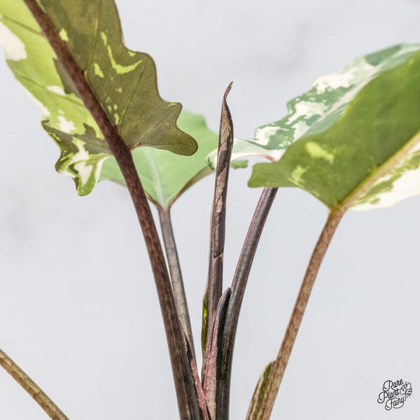 Alocasia Lauterbachiana Albo Variegated (wk46-N)