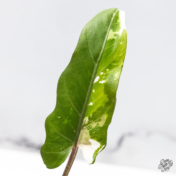 Alocasia Lauterbachiana Albo Variegated (wk46-N)