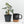Alocasia loco *Grower's Choice*