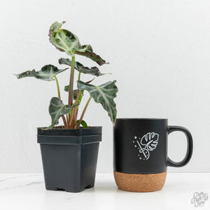 Alocasia loco *Grower's Choice*