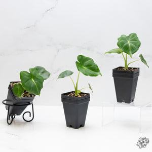 Alocasia 'London Eye' *Grower's Choice*