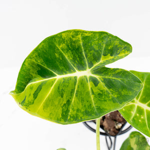 Alocasia 'London Eye' Aurea variegated (wk27-UH)
