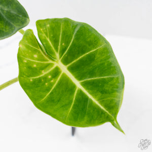 Alocasia 'London Eye' Aurea variegated (wk27-UH)
