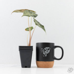 Alocasia Longiloba 'Black Satun' Stardust Variegated (wk27-B)