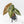 Alocasia Longiloba 'Black Satun' Stardust Variegated (wk27-B)