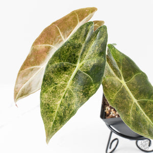 Alocasia Longiloba 'Black Satun' Stardust Variegated (wk27-B)