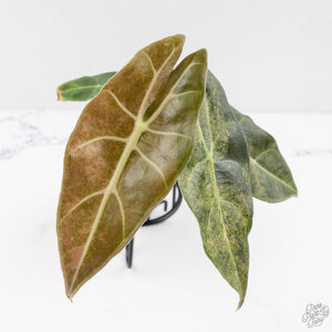 Alocasia Longiloba 'Black Satun' Stardust Variegated (wk27-B)