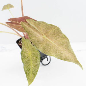Alocasia Longiloba 'Black Satun' Stardust Variegated (wk30-D)