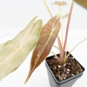 Alocasia Longiloba 'Black Satun' Stardust Variegated (wk30-D)