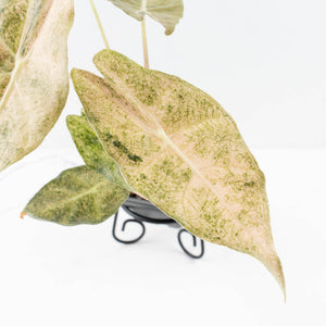 Alocasia Longiloba 'Black Satun' Stardust Variegated (wk31-D)