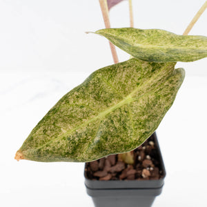 Alocasia Longiloba 'Black Satun' Stardust Variegated (wk31-D)