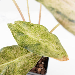 Alocasia Longiloba 'Black Satun' Stardust Variegated (wk31-D)