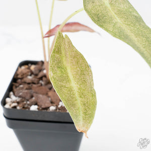 Alocasia Longiloba 'Black Satun' Stardust Variegated (wk20-I)