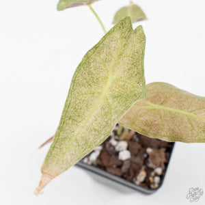 Alocasia Longiloba 'Black Satun' Stardust Variegated (wk20-I)