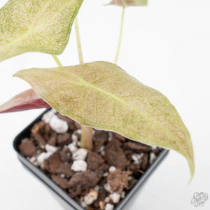 Alocasia Longiloba 'Black Satun' Stardust Variegated (wk20-I)
