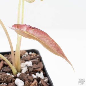 Alocasia Longiloba 'Black Satun' Stardust Variegated (wk20-I)