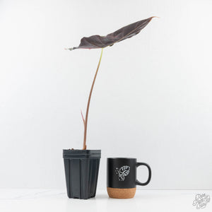 Alocasia Longiloba 'Black Satun' Albo/Pink Variegated (wk28-UM) Corming Size