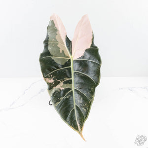Alocasia Longiloba 'Black Satun' Albo/Pink Variegated (wk28-UM) Corming Size
