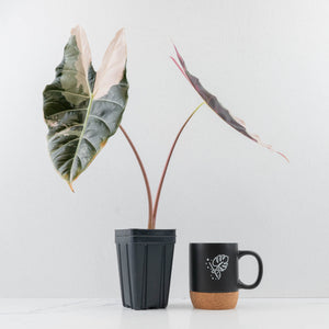 Alocasia Longiloba 'Black Satun' Albo/Pink Variegated (wk35-U54) Corming Size
