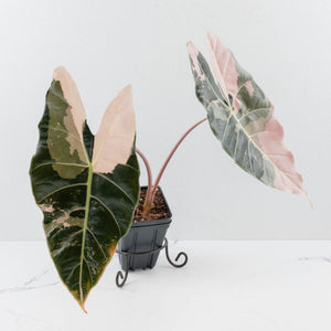 Alocasia Longiloba 'Black Satun' Albo/Pink Variegated (wk35-U54) Corming Size
