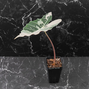 Alocasia Longiloba 'Black Satun' Albo/Pink Variegated (wk42-U54) Corming Size