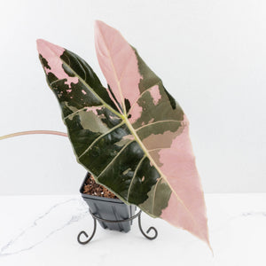 Alocasia Longiloba 'Black Satun' Albo/Pink Variegated (wk35-U54) Corming Size