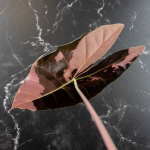 Alocasia Longiloba 'Black Satun' Albo/Pink Variegated (wk42-U54) Corming Size