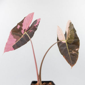 Alocasia Longiloba 'Black Satun' Albo/Pink Variegated (wk35-U54) Corming Size