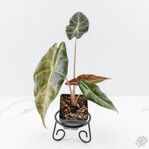 Alocasia Longiloba 'Black Satun' Stardust Variegated (wk23-I)