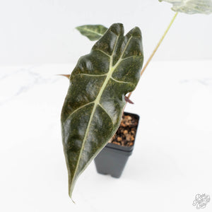 Alocasia Longiloba 'Black Satun' Stardust Variegated (wk23-I)