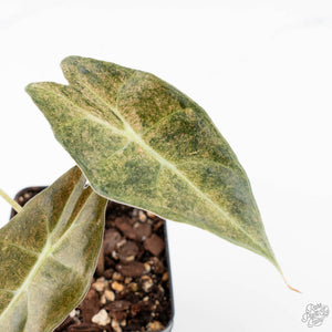 Alocasia Longiloba 'Black Satun' Stardust Variegated (wk21-D)