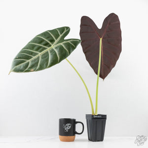 Alocasia longiloba 'Grandis' (wk27-L)  Corming Size