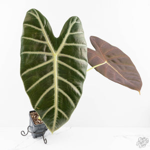 Alocasia longiloba 'Grandis' (wk27-L)  Corming Size