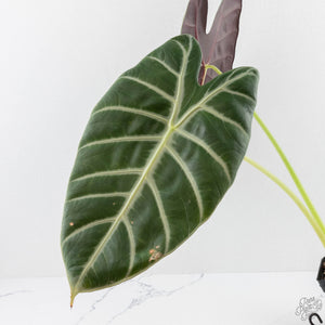 Alocasia longiloba 'Grandis' (wk27-L)  Corming Size