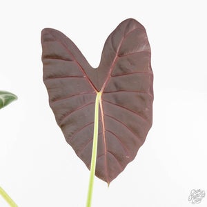 Alocasia longiloba 'Grandis' (wk27-L)  Corming Size