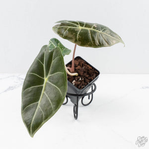 Alocasia longiloba 'Grandis' pink variegated (wk29-UI)