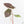 Alocasia longiloba 'Grandis' pink variegated (wk29-UI)