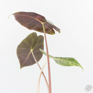 Alocasia longiloba 'Grandis' pink variegated (wk29-UI)