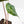 Alocasia longiloba 'Grandis' pink variegated (wk29-UI)