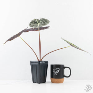 Alocasia longiloba 'Grandis' aurea variegated (wk28-UN) Corming size