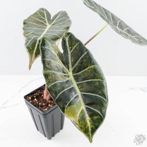 Alocasia longiloba 'Grandis' aurea variegated (wk28-UN) Corming size