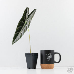 Alocasia Longiloba 'Purple' (wk24-UN)