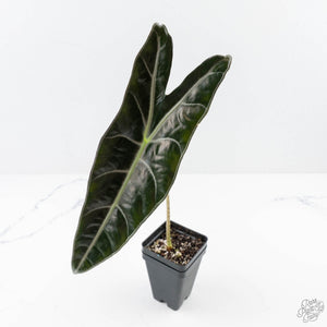 Alocasia Longiloba 'Purple' (wk24-UN)