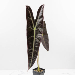 Alocasia Longiloba 'Purple' (wk34-L67)