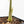 Alocasia longiloba aurea variegated - Corming Size  (wk29-F)