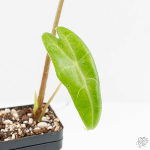 Alocasia Longiloba Variegated (wk18-O)