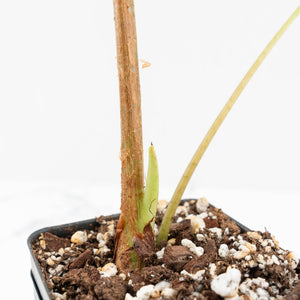 Alocasia Longiloba Variegated (wk18-O)