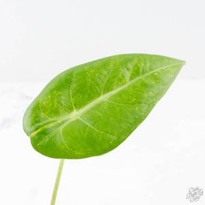 Alocasia Longiloba Variegated (wk21-A)