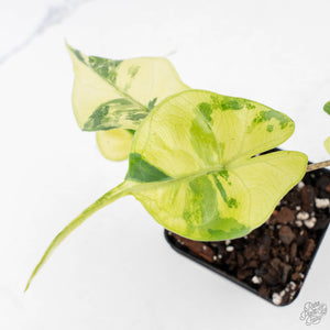 Alocasia Macrorrhiza 'Stingray' Aurea Variegated (wk28-H)